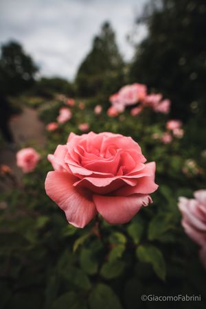 Just stop and smell the roses